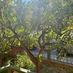 דירה Dimora Concept - Anemone Garden *